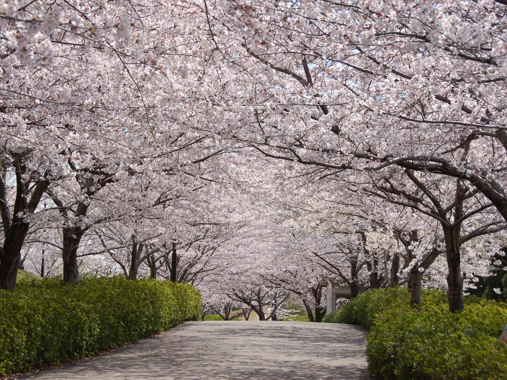 Odai Park (Odai Koen)